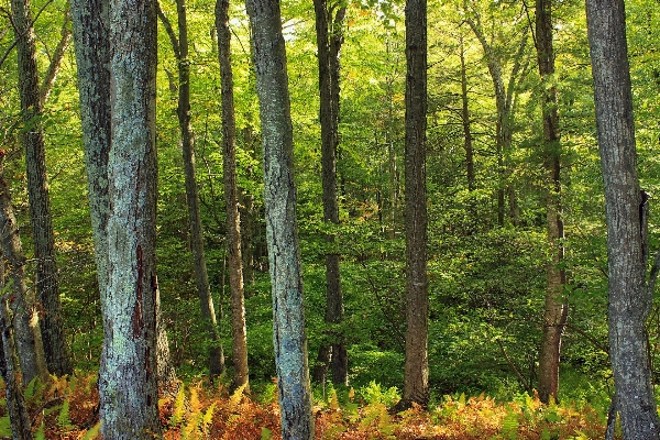 Tree nature forest wilderness Photo