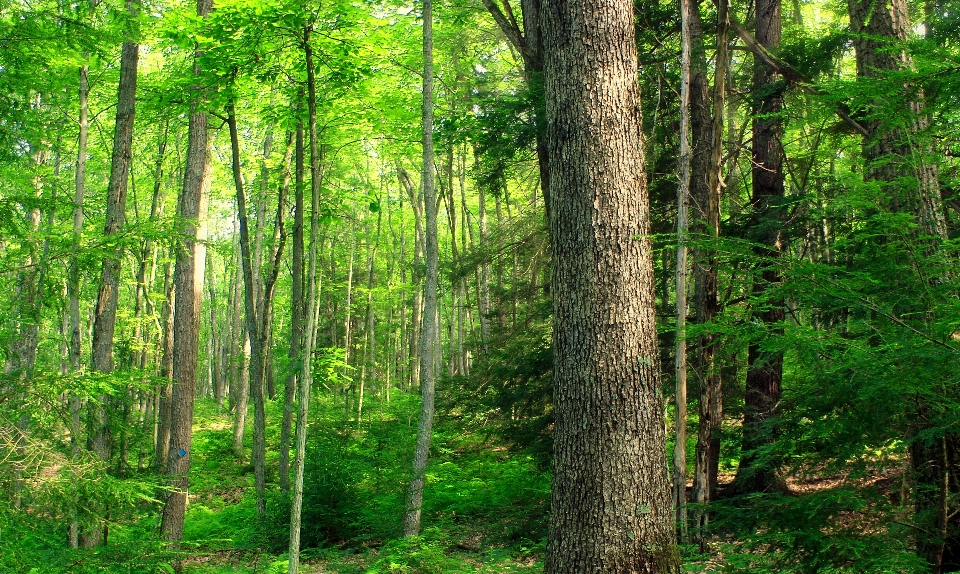 Drzewo natura las zakład