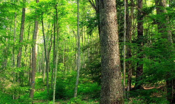 Tree nature forest plant Photo