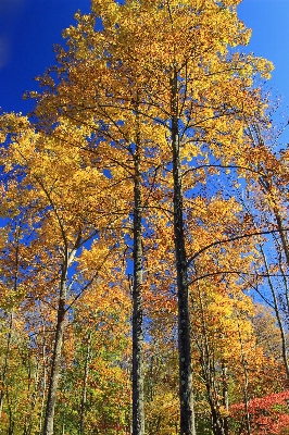 Tree nature forest branch Photo