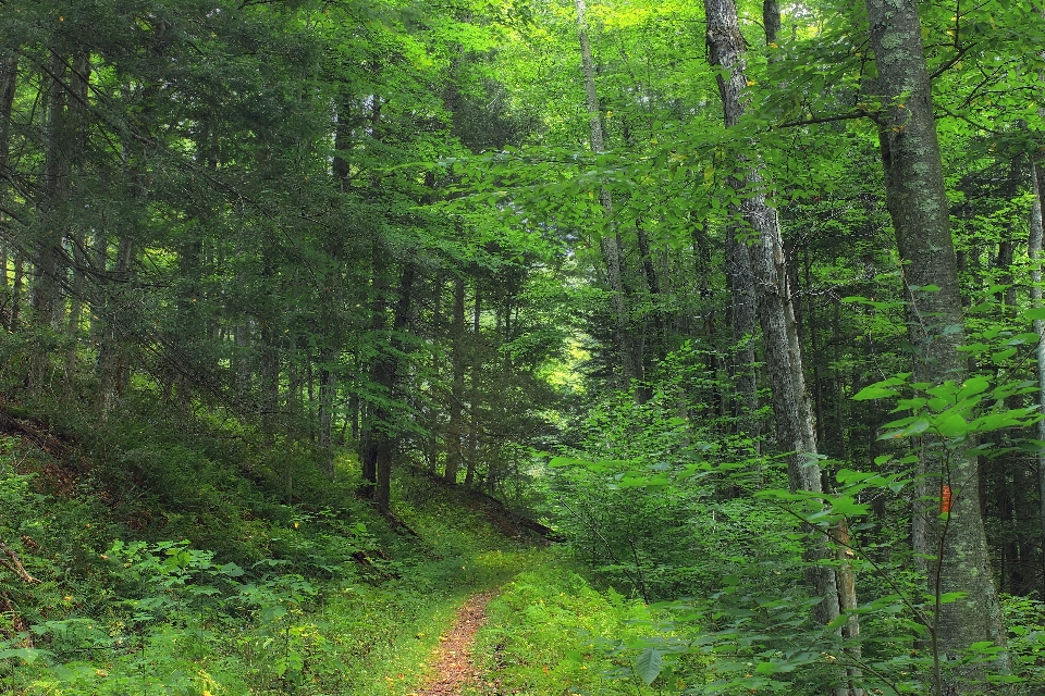 árvore natureza floresta caminho