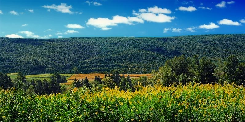 Landscape tree nature forest Photo