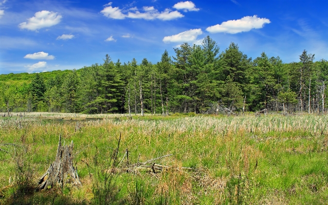 Landscape tree nature forest Photo