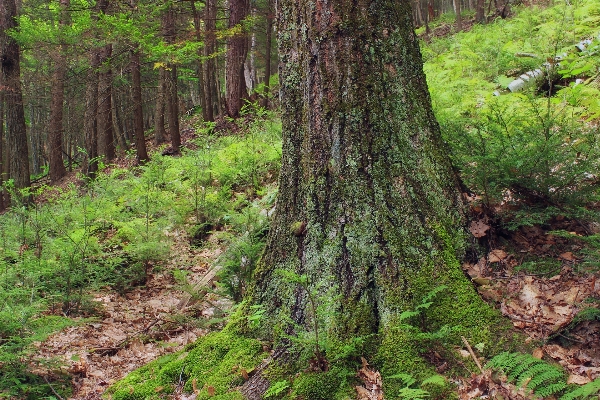 Tree nature forest wilderness Photo