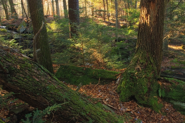 Tree forest wilderness winter Photo