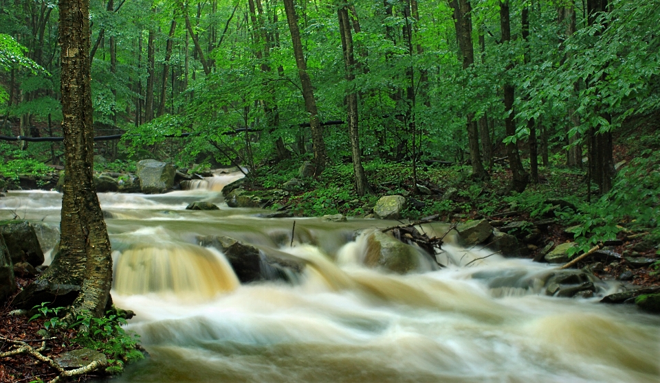 Pohon alam hutan air terjun