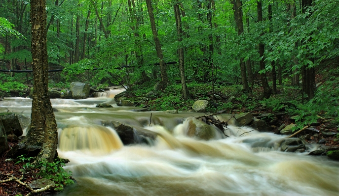 Tree nature forest waterfall Photo