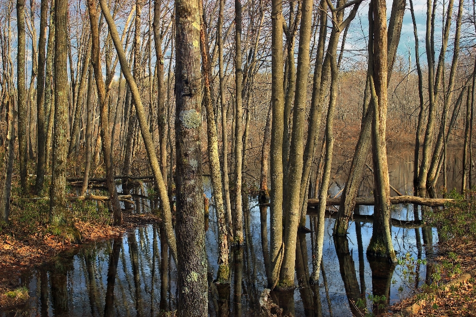 Landscape tree nature forest