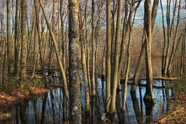 Landscape tree nature forest Photo