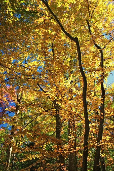 Drzewo natura las oddział