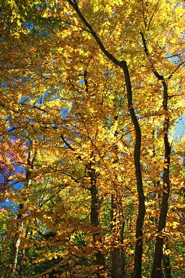 Foto Pohon alam hutan cabang