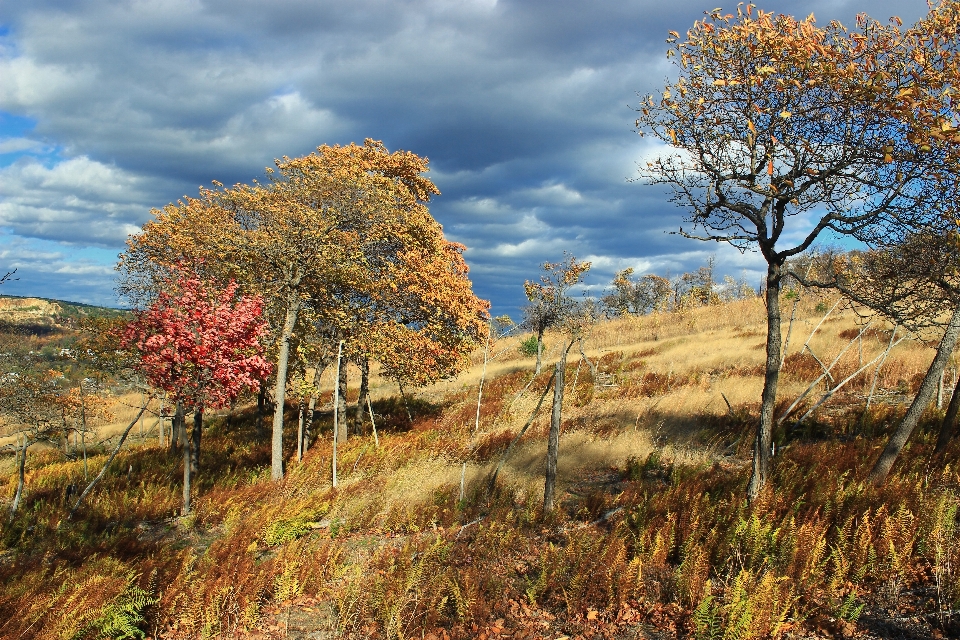 Paisagem árvore natureza grama