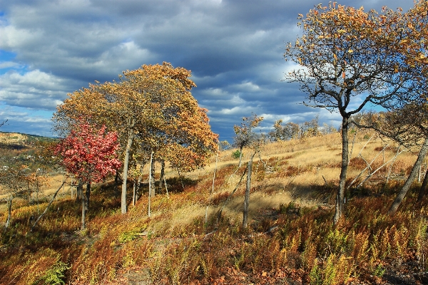 Zdjęcie Krajobraz drzewo natura trawa