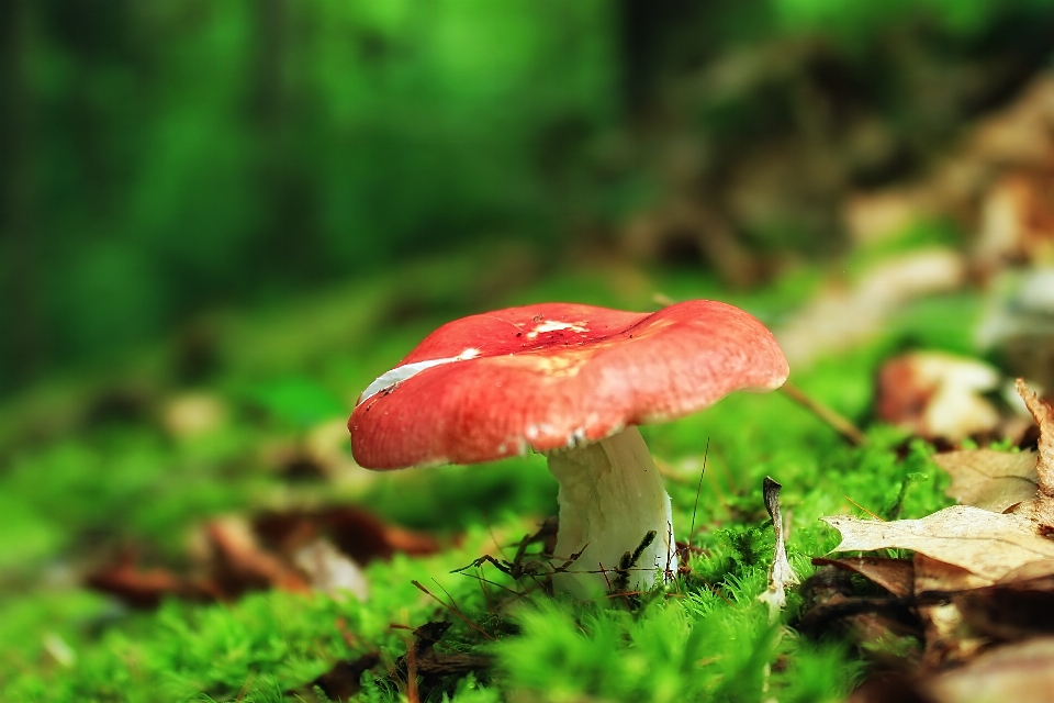 Nature forêt randonnée
 feuille