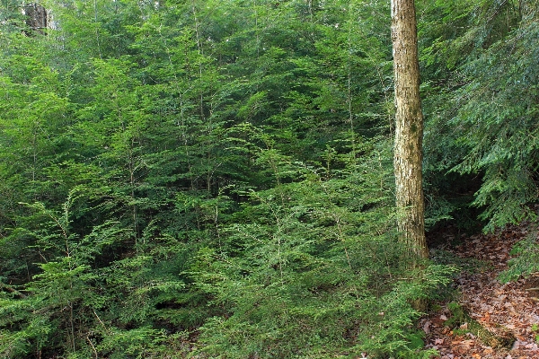 树 自然 森林 荒野 照片