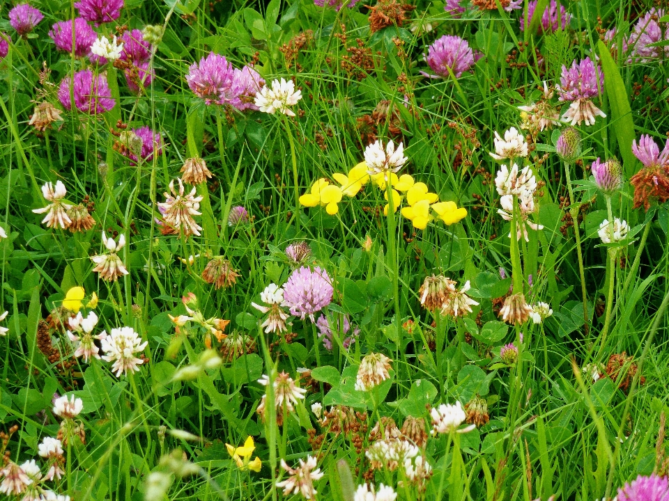 Natur gras blüte anlage