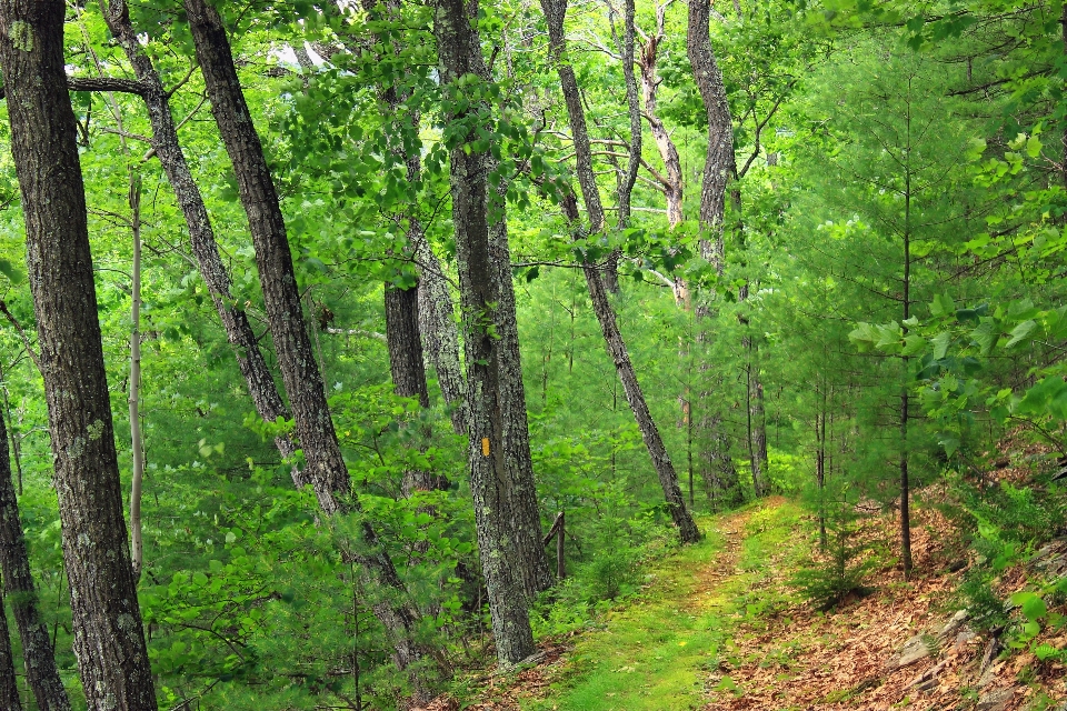 árvore natureza floresta região selvagem
