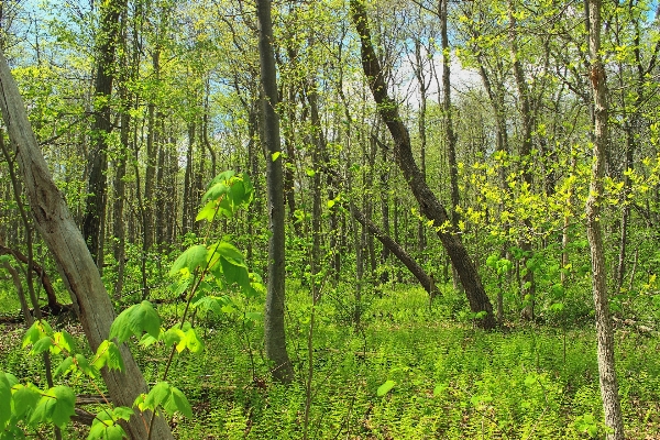 Baum natur wald sumpf Foto