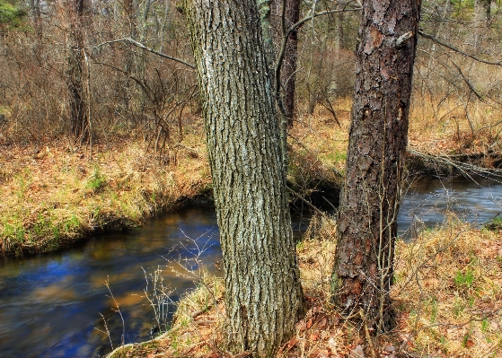 Tree nature forest creek Photo