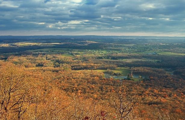 Landscape tree nature forest Photo