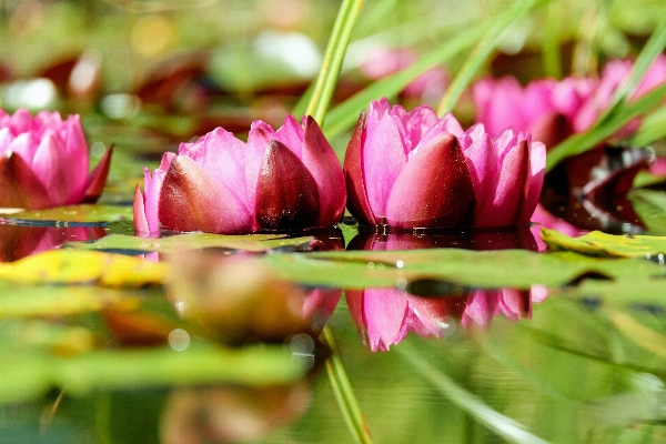 Blossom plant leaf flower Photo