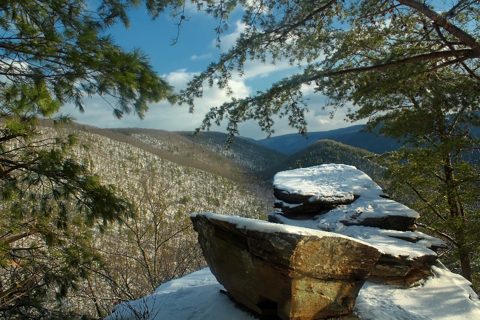 Landschaft baum natur rock