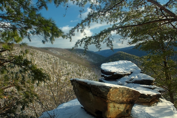 Landscape tree nature rock Photo