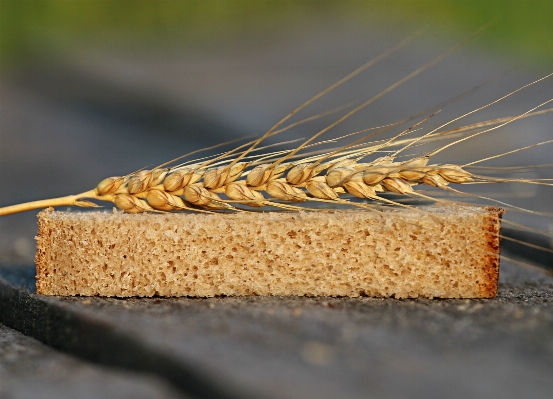 Table wheat grain home Photo