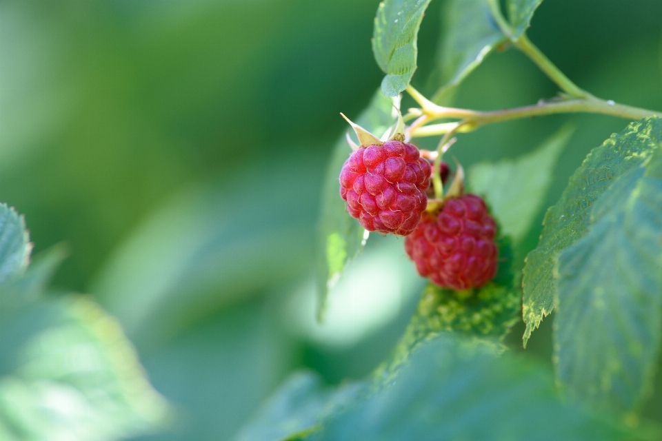 Zweig blüte anlage frucht