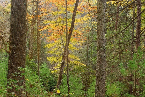 Tree nature forest wilderness Photo