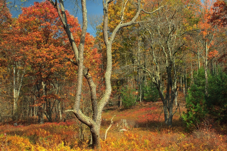 Baum natur wald zweig