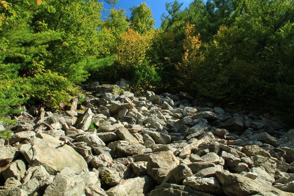 Landscape tree nature forest Photo