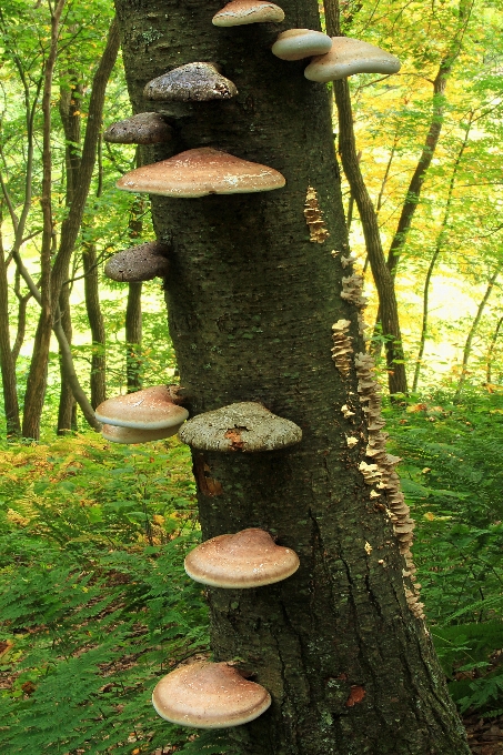 Pohon alam hutan tanaman