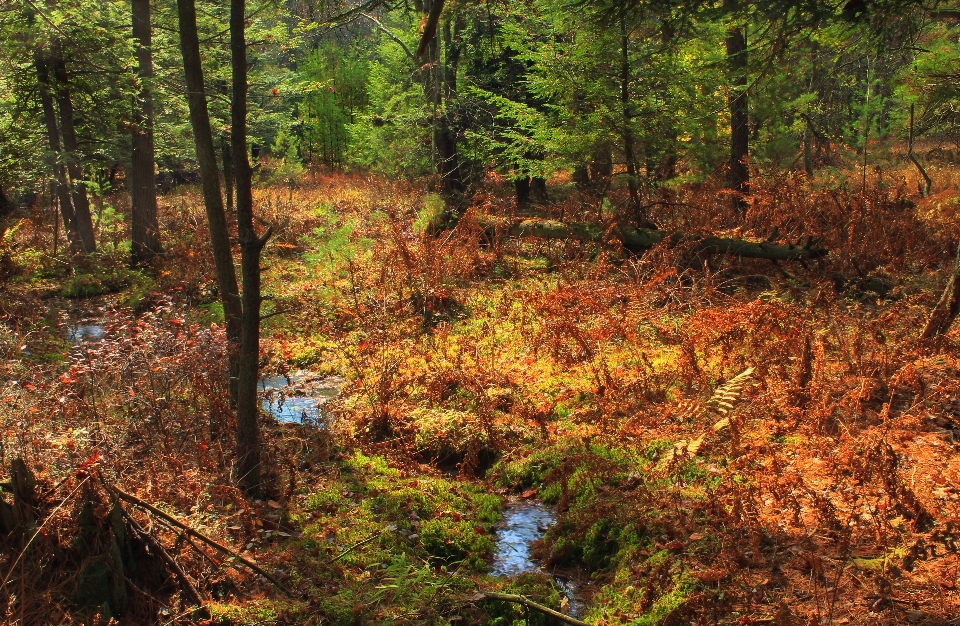 Albero natura foresta torrente
