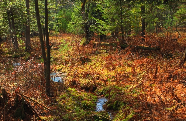 Tree nature forest creek Photo