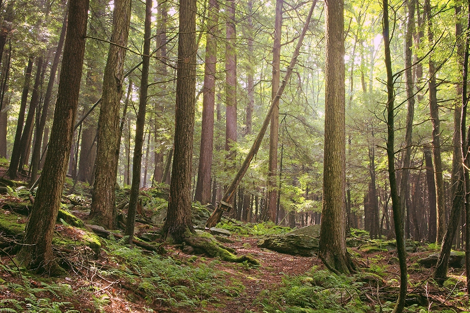 Arbre nature forêt région sauvage
