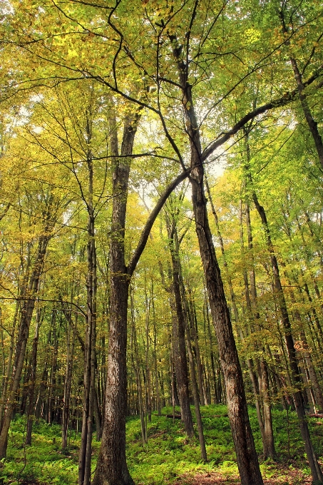 Tree nature forest branch