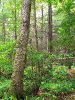 Tree nature forest wilderness Photo