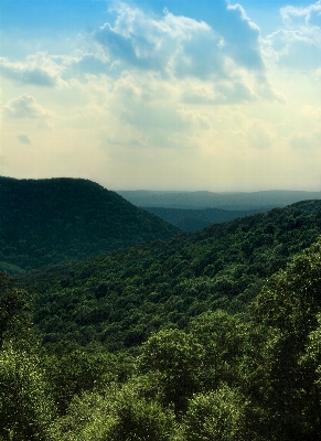 Landschaft baum natur wald Foto