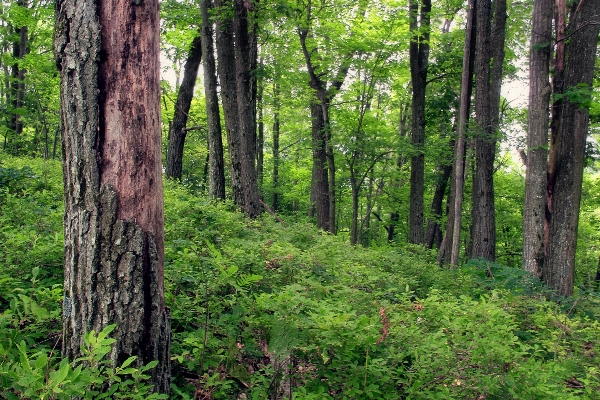 Tree nature forest wilderness Photo