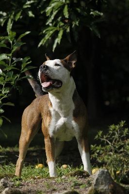 Foto Anjing satwa anjing
 peliharaan