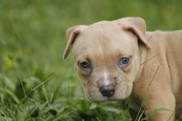 Coffee puppy dog animal Photo