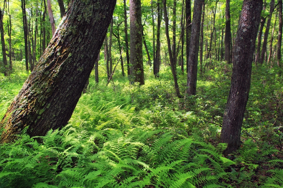 Drzewo natura las pustynia
