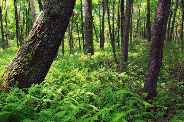 Tree nature forest wilderness Photo