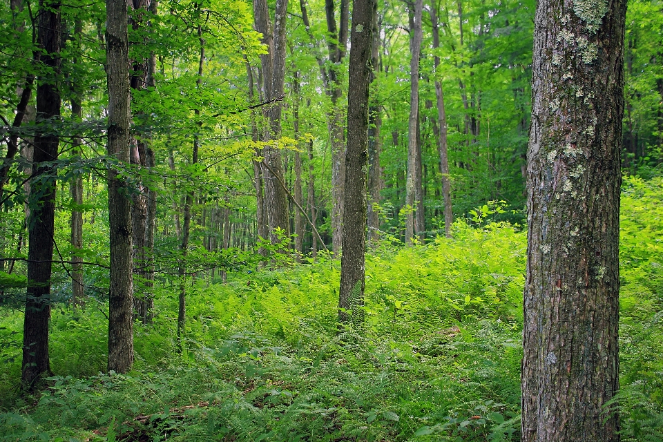 Tree nature forest wilderness