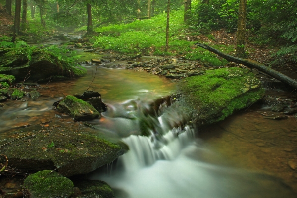 Water nature forest waterfall Photo