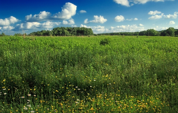 Landscape grass marsh plant Photo