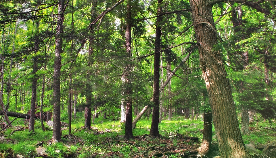 Albero natura foresta selvaggia
