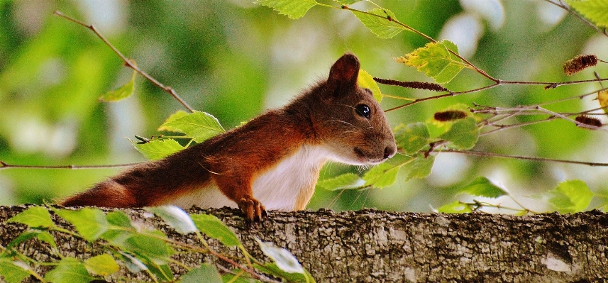 Foto Natureza filial bonitinho animais selvagens