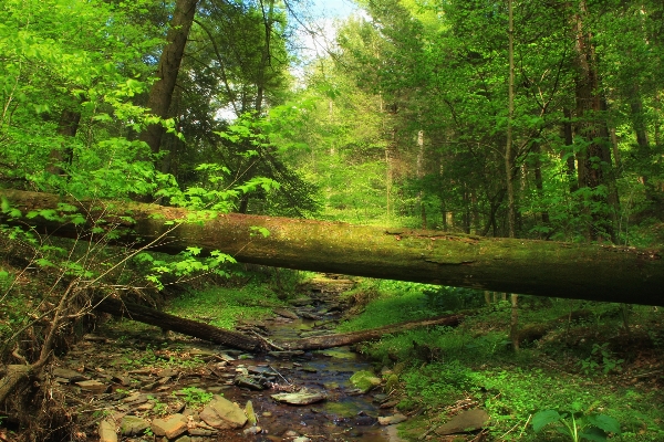 Tree nature forest creek Photo